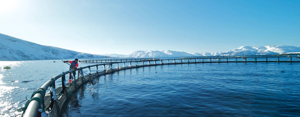 Salmon farming facility  - netpen Salmon farming facility  - netpen