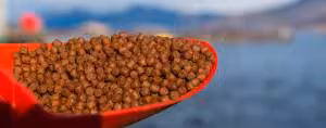 Pellets fish feed Pellets fish feed