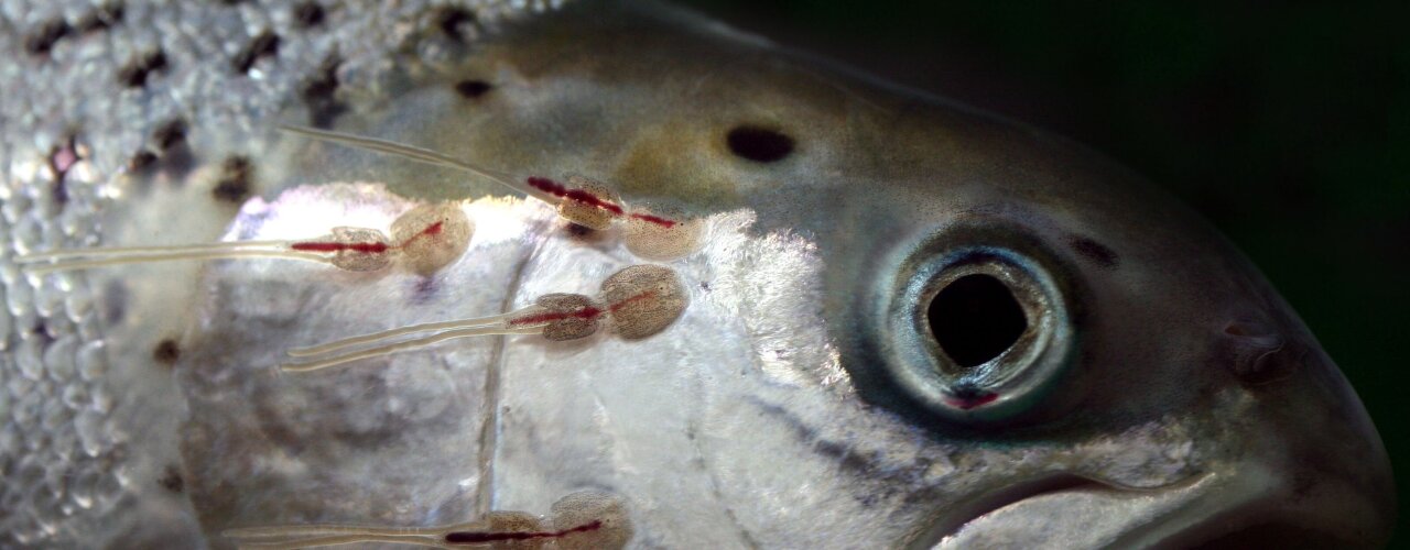 Closeup photo of lice on a salmon